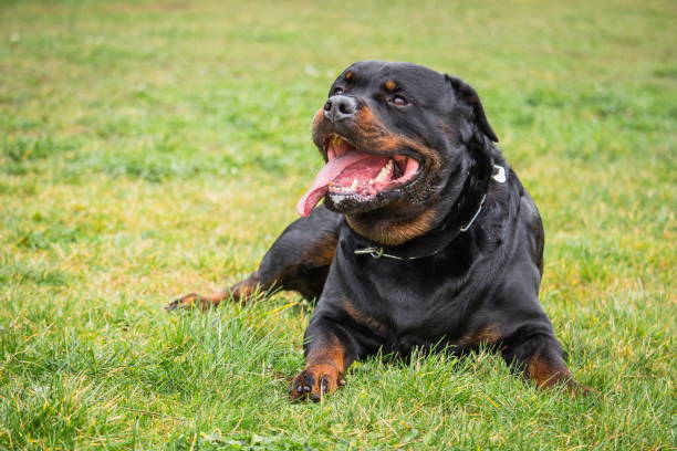 istock rottweiler breed dog who monitors and waits for orders from his master in a lying position 925732082