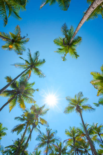 istock Tropical palms at clear summer day 925732440