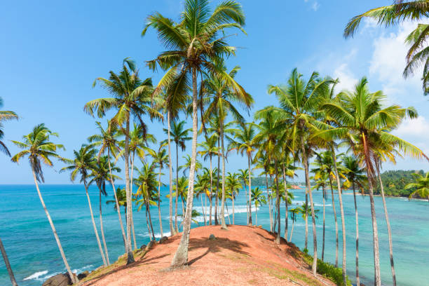 istock Coconut palm trees on hill at tropical island coast 925732708