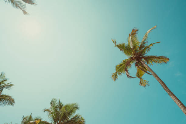 istock Tropical palms vintage toned 925734638