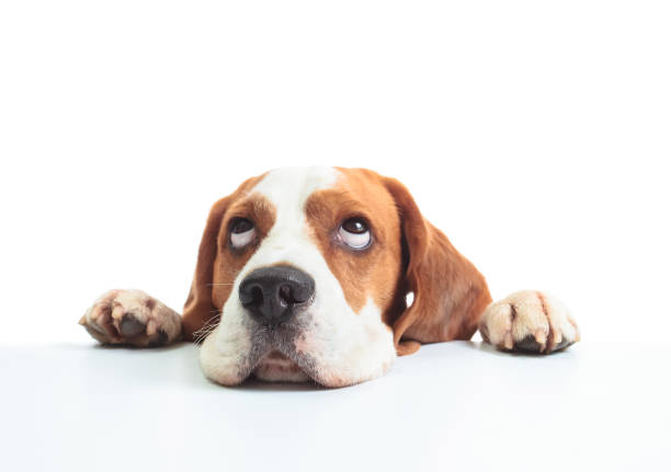 beagle head isolated ona white. - isolated dog animal puppy imagens e fotografias de stock