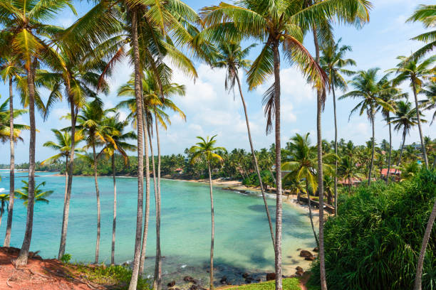 istock Coconut palm trees on hill at tropical island coast 925736988
