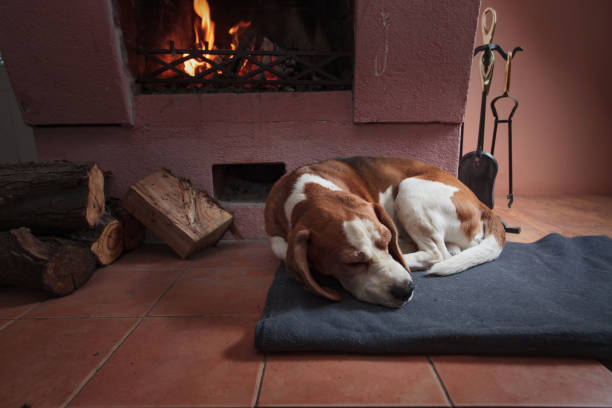 istock Beagle resting on the floor by the fireplace . 925737018