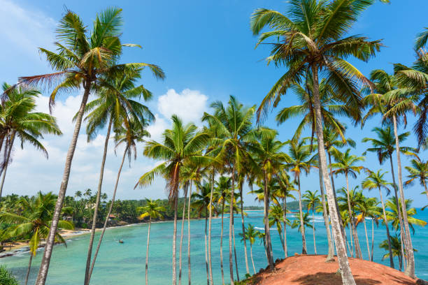 istock Coconut palm trees on hill at tropical island coast 925737406