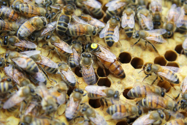 istock Queen bee on a honeycomb inside the beehive with bees at work. 925737510