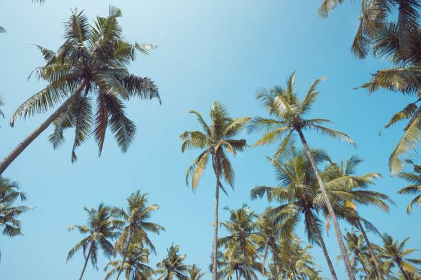 istock Tropical palm trees vintage toned 925737640