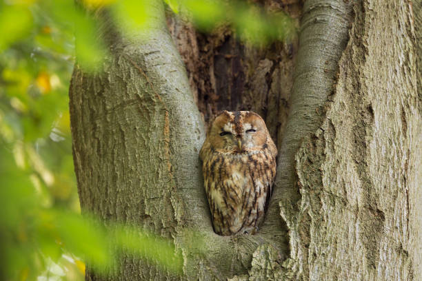 Tawny Owl sitting in a tree  (Strix aluco).