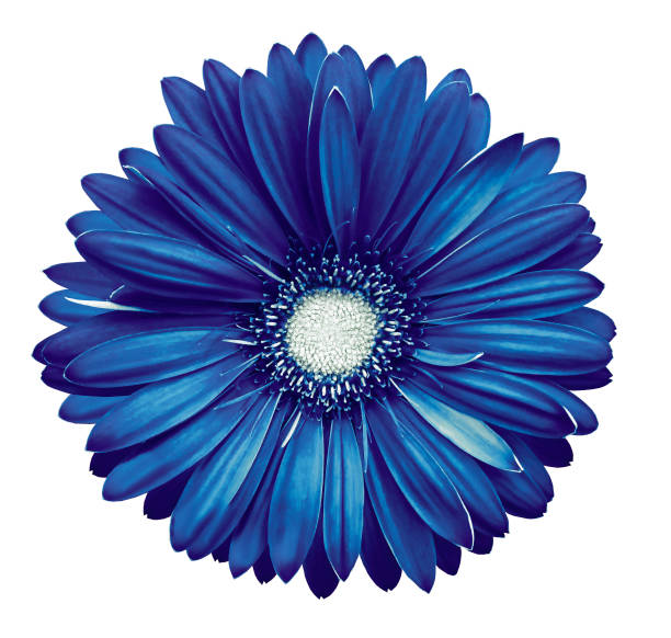 istock Blue-white gerbera flower, white isolated background with clipping path.   Closeup.  no shadows.  For design.  Nature. 925741918