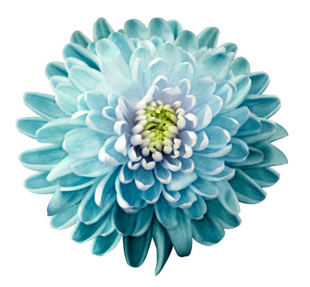 istock flower  chrysanthemum   turquoise-green on a white isolated background with clipping path. Nature. Closeup no shadows. Garden flower. 925741922