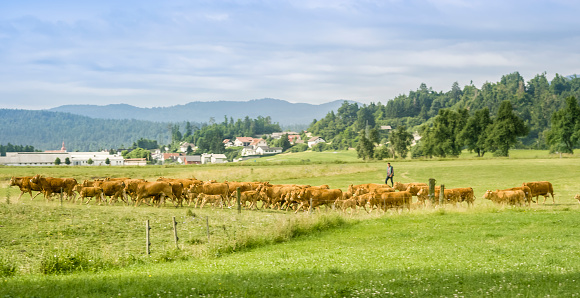 Herder walking with group of cows and calf on grassy landscape.