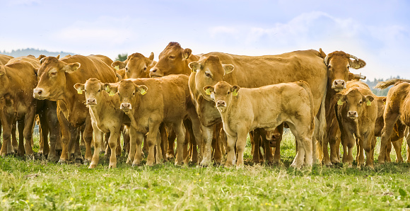 Group of cows and calf standing on grassy landscape.