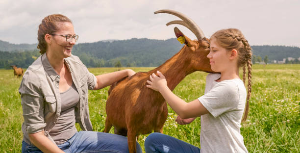 istock Herders feeding group of goats 925742010