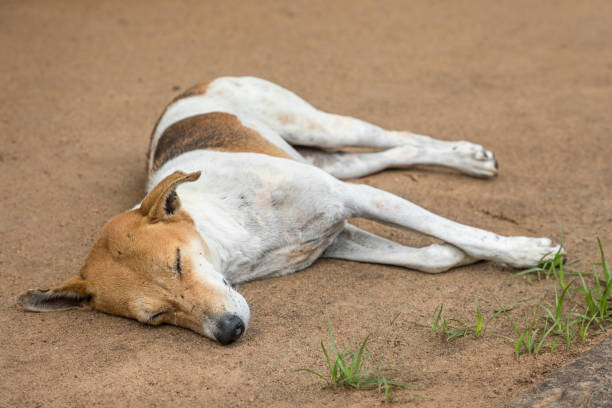 istock Stray dog in the street 925742540