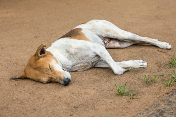 istock Stray dog in the street 925742546