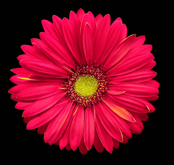 istock Pink-yellow gerbera flower, black isolated background with clipping path.   Closeup.  no shadows.  For design.  Nature. 925742680