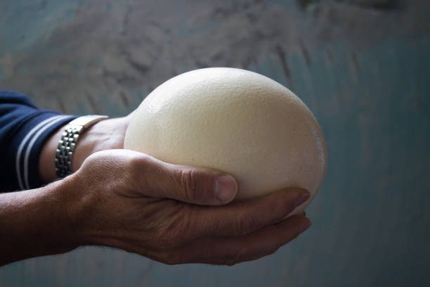 istock large ostrich egg in male hands 925749624