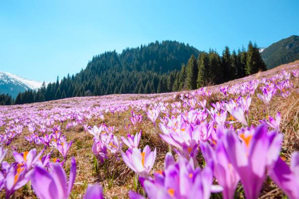 istock Wild crocuses blooming  in the mountains 925749700