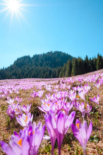 istock Wild crocuses blooming  in the mountains at spring 925750430