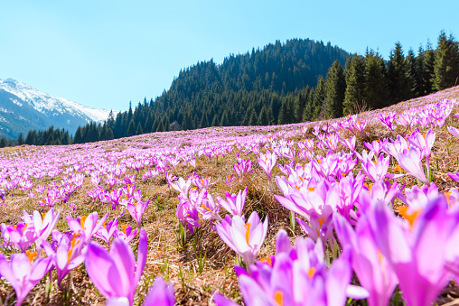 Wild crocuses blooming on the meadow in the mountains