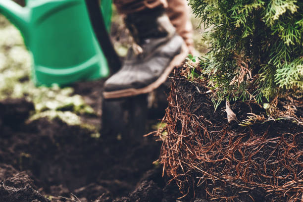 istock Man planting a garden 925753728