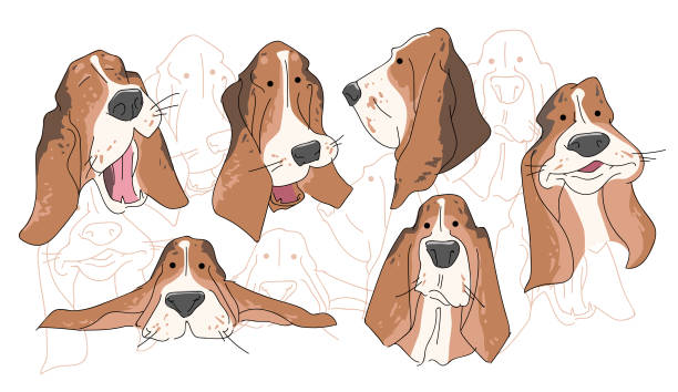 Vector illustration funny dog thoroughbred on a white background Vector illustration funny dog thoroughbred on a white background. Drawing of Basset Hound. cartoon basset hound walking stock illustrations