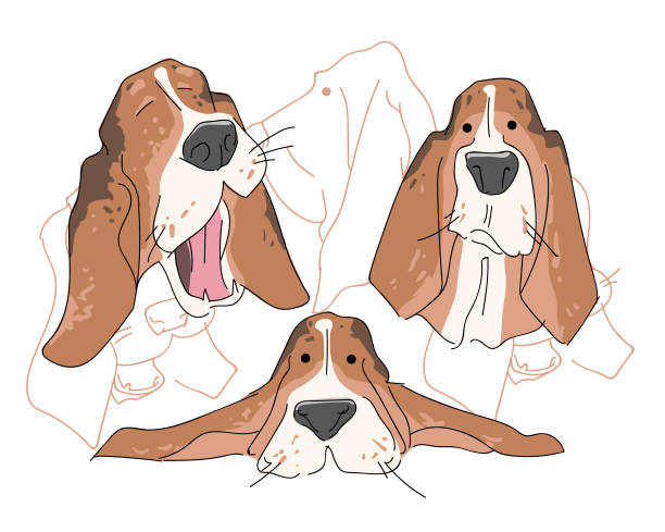 Vector illustration funny dog thoroughbred on a white background Vector illustration funny dog thoroughbred on a white background. Drawing of Basset Hound. cartoon basset hound walking stock illustrations