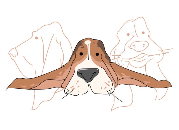 Vector illustration funny dog thoroughbred on a white background Vector illustration funny dog thoroughbred on a white background. Drawing of Basset Hound. cartoon basset hound walking stock illustrations