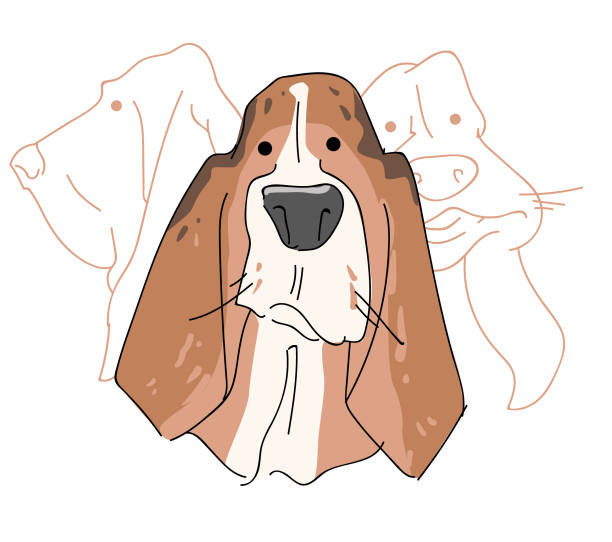 Vector illustration funny dog thoroughbred on a white background Vector illustration funny dog thoroughbred on a white background. Drawing of Basset Hound. cartoon basset hound walking stock illustrations