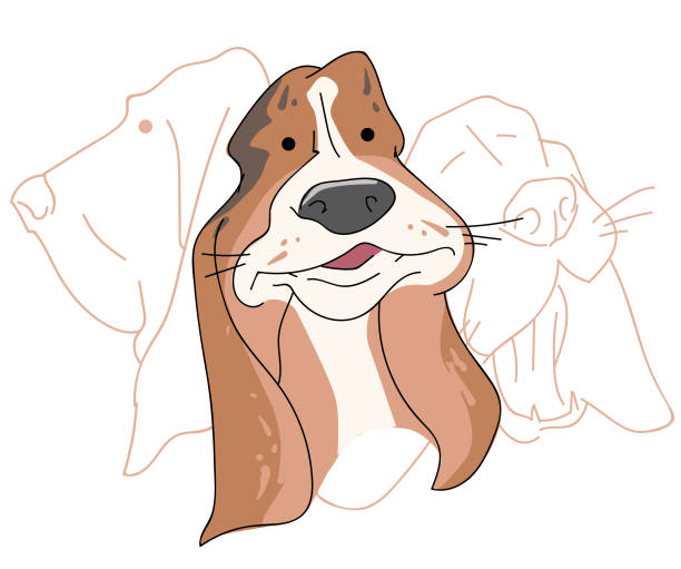 Vector illustration funny dog thoroughbred on a white background Vector illustration funny dog thoroughbred on a white background. Drawing of Basset Hound. cartoon basset hound walking stock illustrations