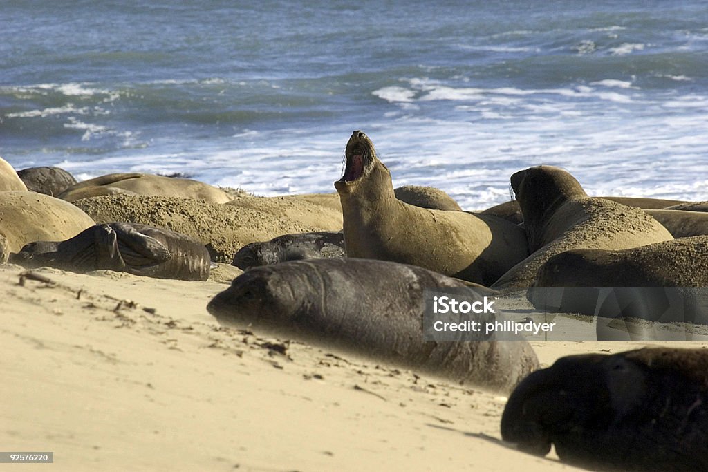 Elephant seal - Lizenzfrei Aquatisches Lebewesen Stock-Foto