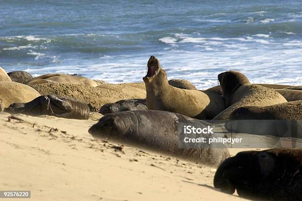 Elefantemarinho - Fotografias de stock e mais imagens de Acasalamento - Acasalamento, Animal, Animal macho