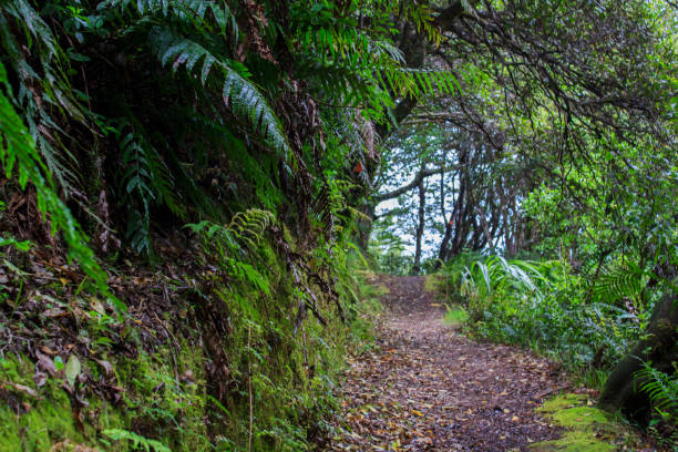 New Zealand rainforest New Zealand stunning rainforest landscape waipoua forest stock pictures, royalty-free photos & images