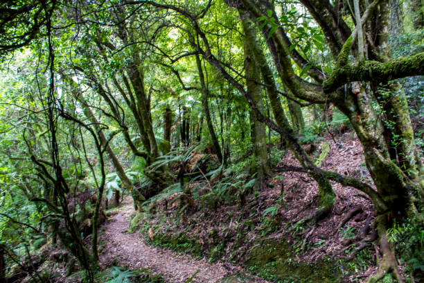 Walkway in tropical New Zealand forest Walkway in tropical New Zealand forest waipoua forest stock pictures, royalty-free photos & images