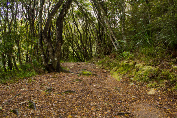 Beautiful New Zealand Rainforest Trail in New Zealand Rainforest waipoua forest stock pictures, royalty-free photos & images
