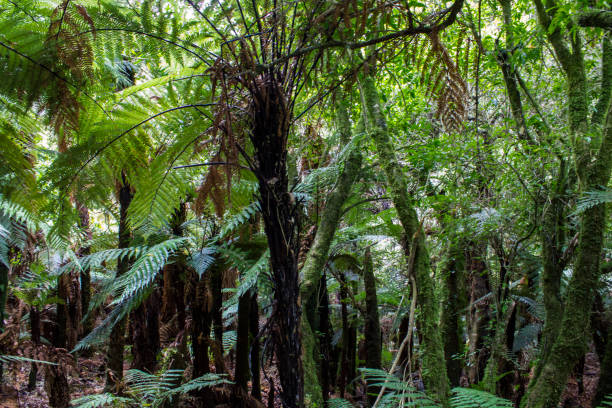 New Zealand north island rainforest New Zealand north island rainforest waipoua forest stock pictures, royalty-free photos & images