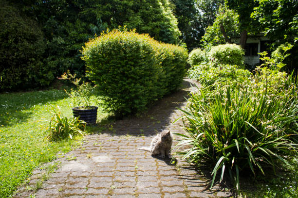 istock Furry gray cat sitting on the garden 925762346