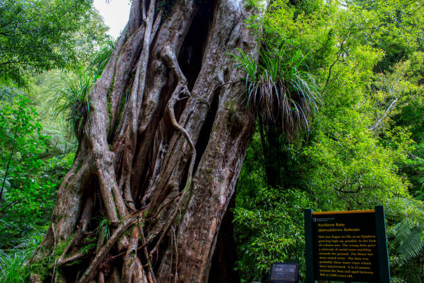 Ancient northern Rata tree in New Zealand forest