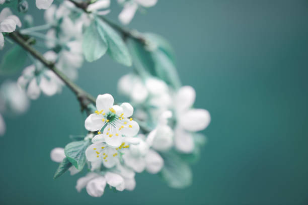 fiori primaverili - flower spring white blue foto e immagini stock