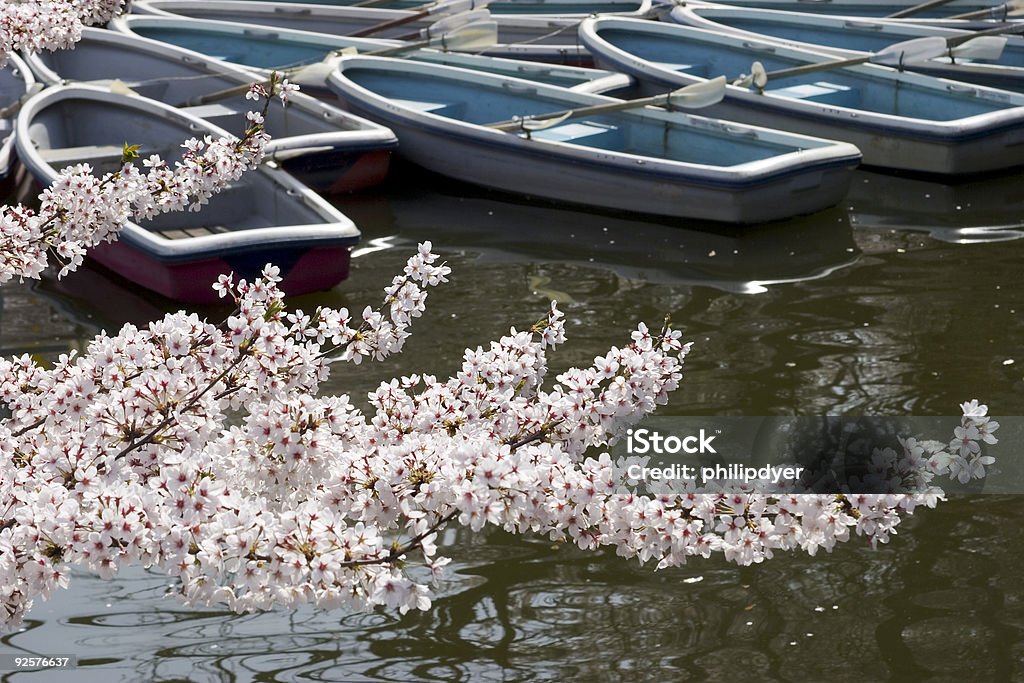 Botes de flor de cerezo - Foto de stock de Agua libre de derechos