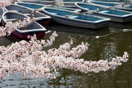 Rowboats float on a pond surrounded by cherry blossoms.