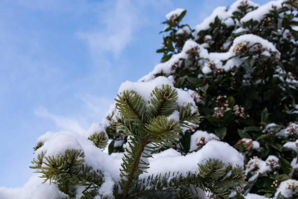 istock Christmas fir pine tree laden down with snow in late winter 925766382