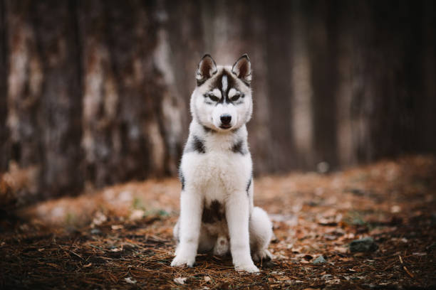 istock Puppy husky sitting in the forest 925766622