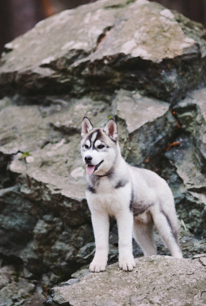 Puppy husky on rocks - fotografia de stock