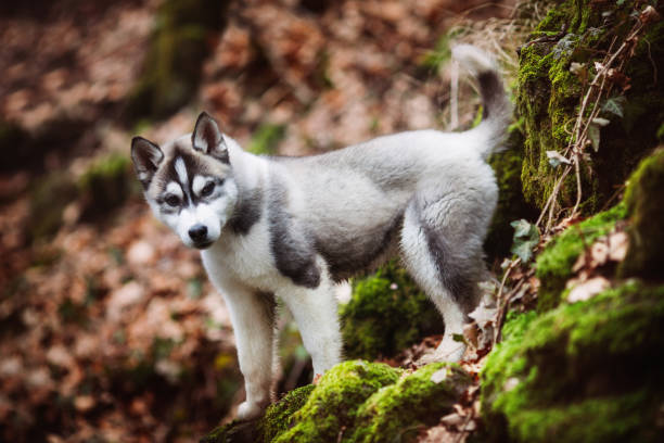 Puppy husky in the forest - fotografia de stock