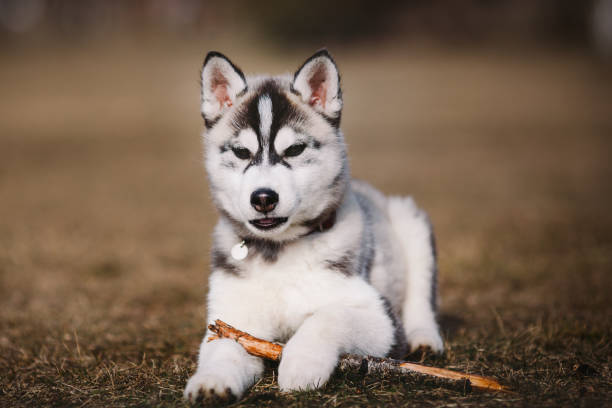 Puppy husky with a stick - fotografia de stock