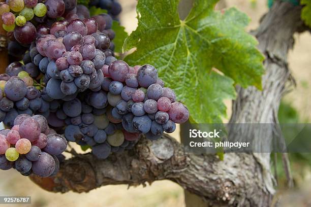 Grapevine - zdjęcia stockowe i więcej obrazów Napa Valley - Napa Valley, Stan Kalifornia, Purpurowy