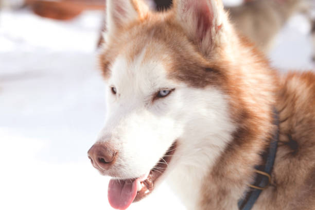 istock Cooper haired blue eyed husky 925775186