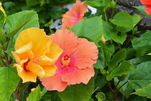 istock Beautiful hibiscus flower 925779244