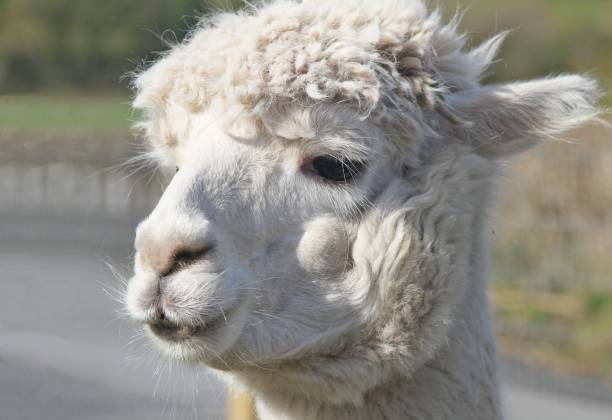 istock close up of Alpaca 925782328