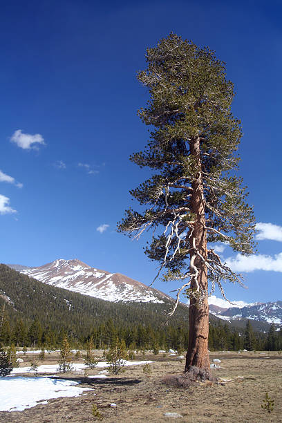 istock Lone Redwood in the Mountains 92578304